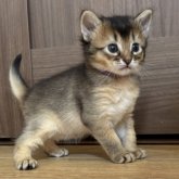 ソマリ
