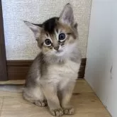 ソマリ