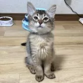 ソマリ