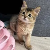 ソマリ