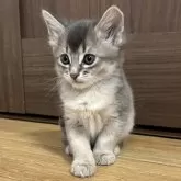 ソマリ
