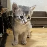 ソマリ