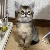 ソマリ