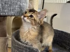 ソマリ【千葉県・男の子・2024年11月5日・ルディ】の写真6