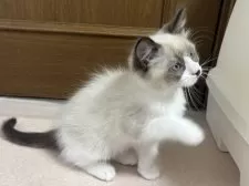 ラグドール【千葉県・男の子・2024年10月23日・シールポイントバイカラー】の写真3