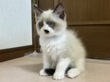 ラグドール【千葉県・男の子・2024年10月23日・シールポイントバイカラー】の写真4