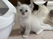 ラグドール【千葉県・男の子・2025年3月27日・ブルーリンクスポイントミテッド】の写真6