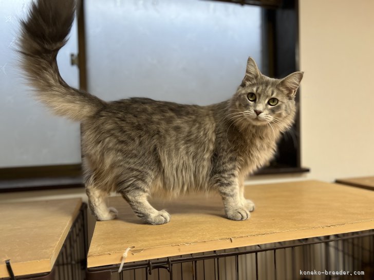 ラガマフィン【・女の子・2020年7月30日・ブルータビー】