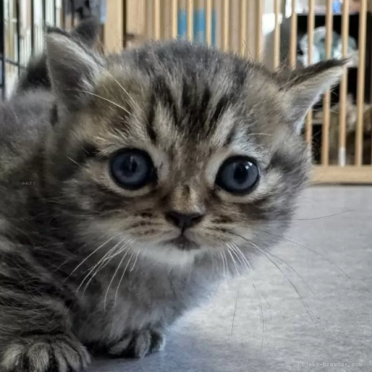 ID：2411-02313の子猫