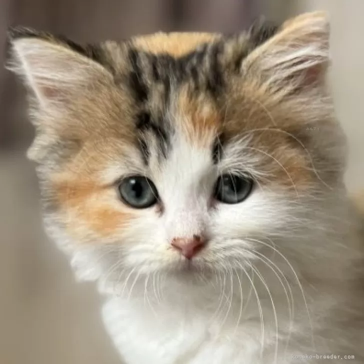 ID：2410-01504の子猫
