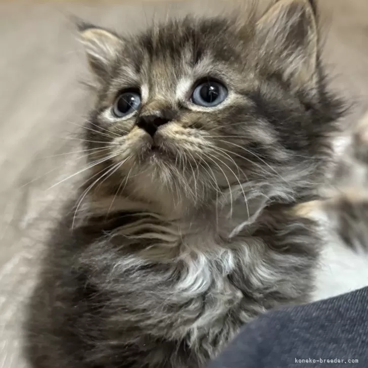 ID:2410-02361の子猫