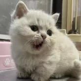 ミヌエット(短足)【鹿児島県・女の子・2024年10月21日・クリームタビー】の写真1