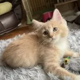 ラガマフィン【鹿児島県・男の子・2024年8月10日・レッドタビー&ホワイト】の写真3