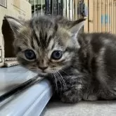 ミヌエット(短足)【鹿児島県・男の子・2024年10月21日・ブラウンタビー】の写真4