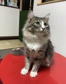 ラガマフィン【・男の子・2019年4月16日・ブルータビー＆ホワイト】