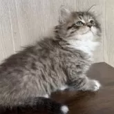 ラガマフィン【鹿児島県・男の子・2024年10月28日・ブラウンタビー&ホワイト】の写真10