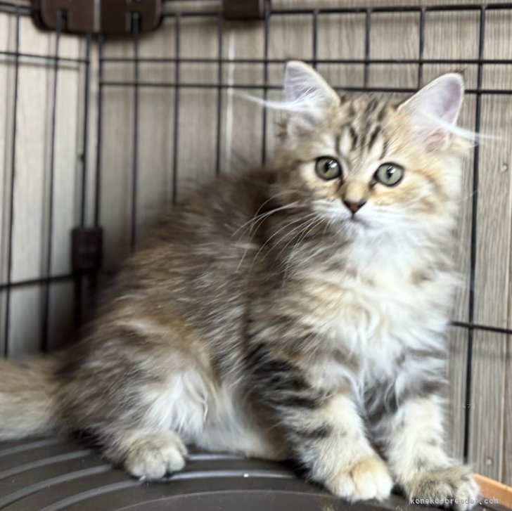 ブリーダー画像