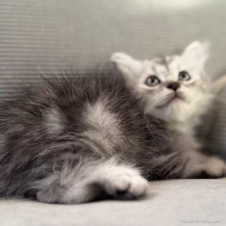 スコティッシュフォールド(立ち耳)【鹿児島県・男の子・2025年8月14日・シルバータビー】の写真1