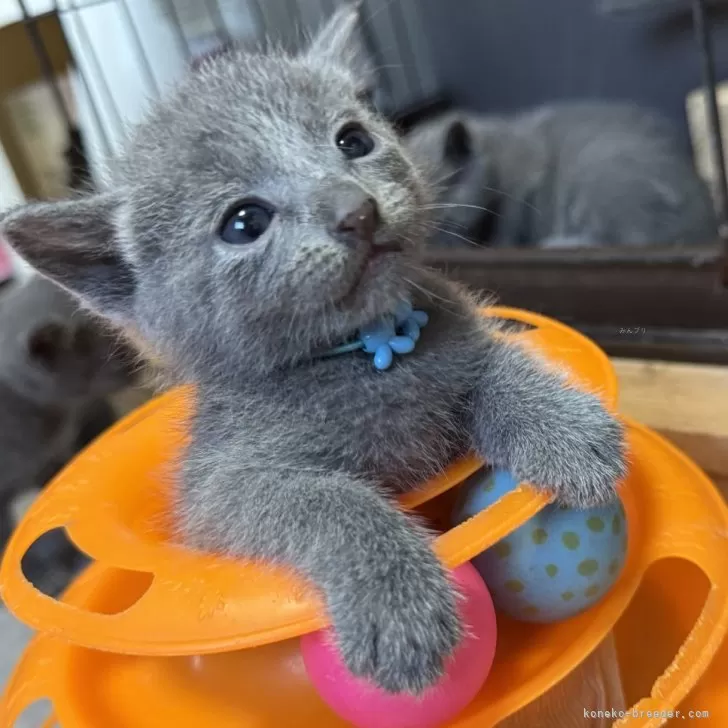 ID：2509-01032の子猫