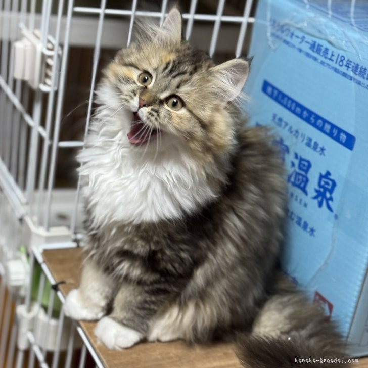 cat_img_1_7c9802069d64.jpg