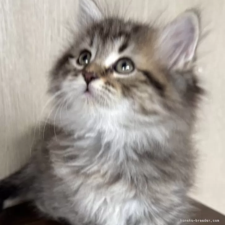 ID:2412-02510の子猫