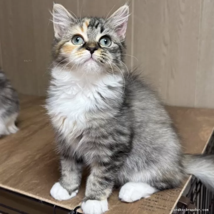 ID:2410-02363の子猫