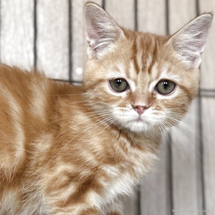 ブリーダー画像