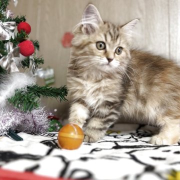 スコティッシュフォールド(立ち耳)【鹿児島県・女の子・2025年8月14日・ブラウンパッチドタビー】の写真「まんまるな体型が可愛い❤️」