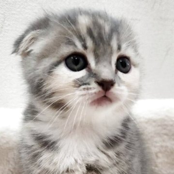 スコティッシュフォールド(折れ耳)【鹿児島県・女の子・2025年10月17日・ブルータビー&ホワイト】の写真「可愛いベタ折れ耳のスコガール」