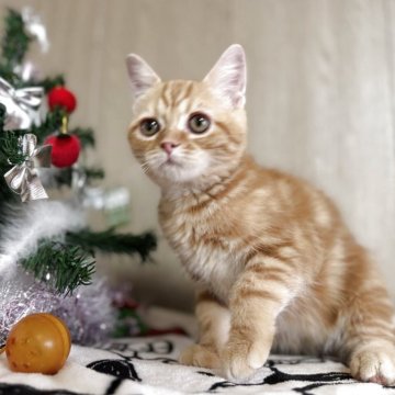 スコティッシュフォールド(立ち耳)【鹿児島県・男の子・2025年8月14日・レッドタビー】の写真「綺麗な茶トラくん💕ワクチン済み」