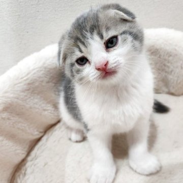 スコティッシュフォールド(折れ耳)【鹿児島県・男の子・2025年10月17日・ブルータビー&ホワイト】の写真「ベタ折れ耳のスコボーイ💕」