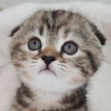 スコティッシュフォールド(折れ耳)【鹿児島県・女の子・2025年5月5日・ブラウンタビー】の写真「ベタ折れ耳💕全てがまんまるな可愛い系女子💕」