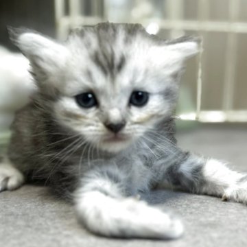 スコティッシュフォールド(立ち耳)【鹿児島県・男の子・2025年8月14日・シルバータビー】の写真「お顔がシルバー強めのスコ男子💕」
