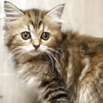 スコティッシュフォールド(立ち耳)【鹿児島県・女の子・2025年8月14日・ブラウンパッチドタビー】の写真「まんまるな体型が可愛い❤️」