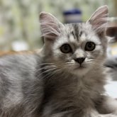 スコティッシュフォールド(立ち耳)