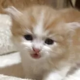 マンチカン(短足)