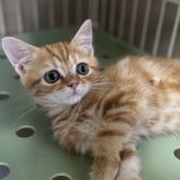 スコティッシュフォールド(立ち耳)