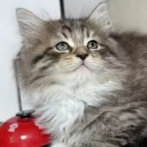 ラガマフィン【鹿児島県・男の子・2024年10月28日・ブラウンタビー&ホワイト】の写真1