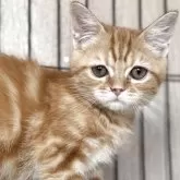 スコティッシュフォールド(立ち耳)【鹿児島県・男の子・2025年8月14日・レッドタビー】の写真1