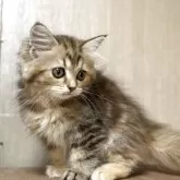 スコティッシュフォールド(立ち耳)【鹿児島県・女の子・2025年8月14日・ブラウンパッチドタビー】の写真2