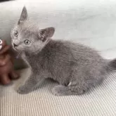 ロシアンブルー【鹿児島県・男の子・2025年3月12日・ブルー】の写真2