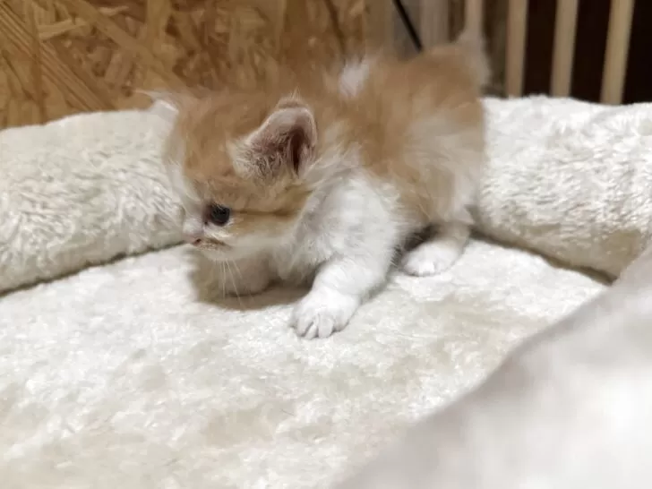 どびんちゃんページ　猫計9体 マンチカン(短足)【東京都・男の子・2025年5月14日・シルバー
