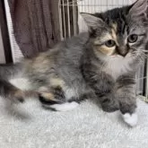 ラガマフィン【鹿児島県・女の子・2024年9月2日・ブラウンパッチドタビー&ホワイト】の写真4