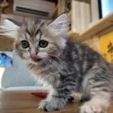 スコティッシュフォールド(立ち耳)【鹿児島県・女の子・2025年8月14日・ブラウンパッチドタビー】の写真4