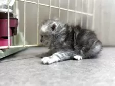 スコティッシュフォールド(立ち耳)【鹿児島県・男の子・2025年8月14日・シルバータビー】の写真5