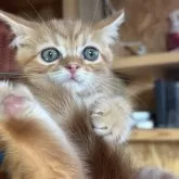 スコティッシュフォールド(立ち耳)【鹿児島県・男の子・2025年8月14日・レッドタビー】の写真5