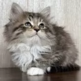 ラガマフィン【鹿児島県・男の子・2024年10月28日・ブラウンタビー&ホワイト】の写真8