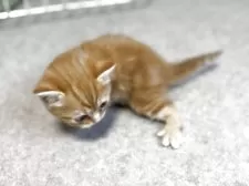 スコティッシュフォールド(立ち耳)【鹿児島県・男の子・2025年8月14日・レッドタビー】の写真8