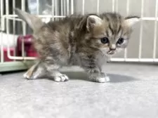 スコティッシュフォールド(立ち耳)【鹿児島県・女の子・2025年8月14日・ブラウンパッチドタビー】の写真9