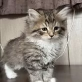 ラガマフィン【鹿児島県・男の子・2024年10月28日・ブラウンタビー&ホワイト】の写真9